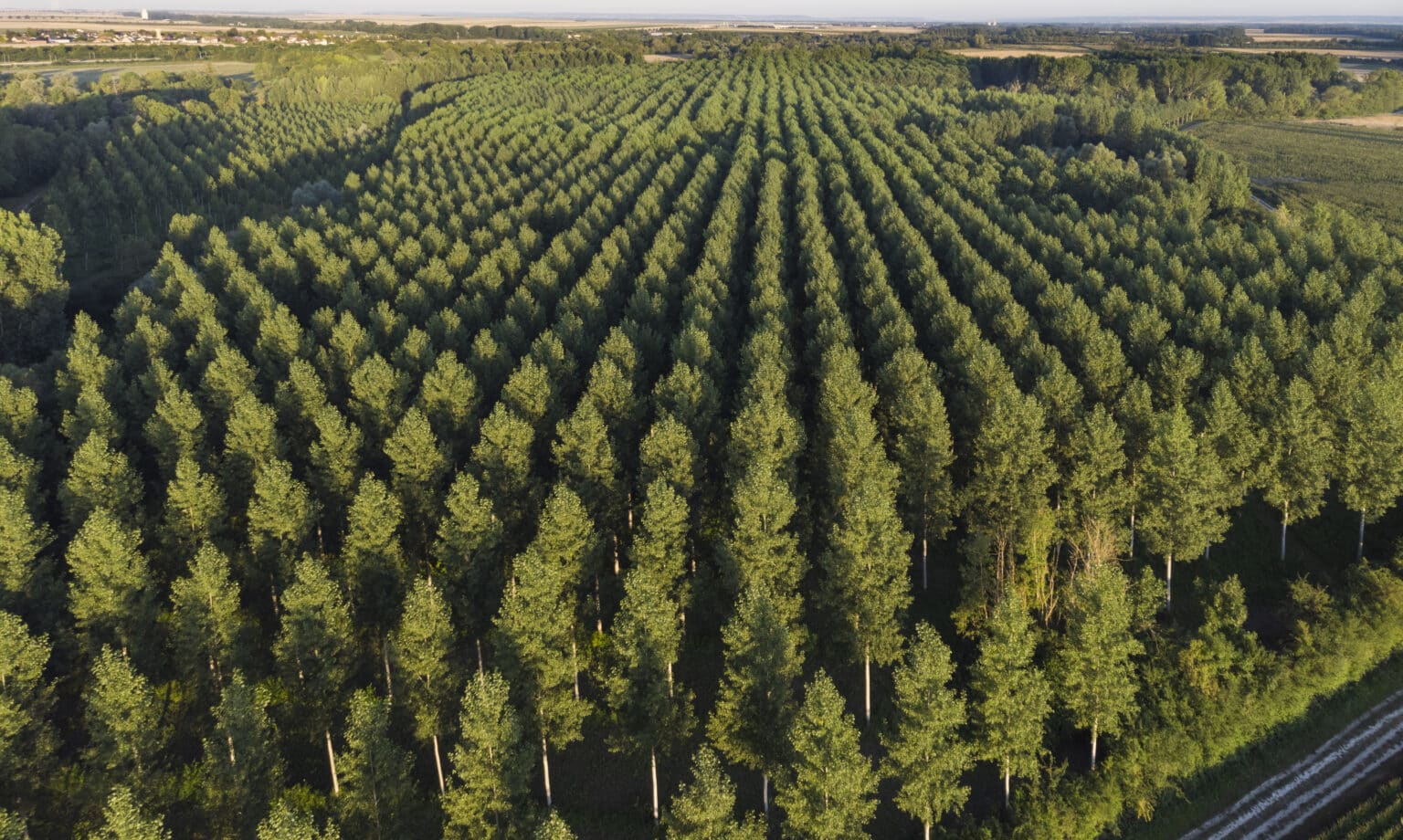 Filière forêt-bois : France Bois Forêt confie à Nomadéis une mission  d'évaluation croisée des retours d'expérience de plusieurs programmes  d'action…