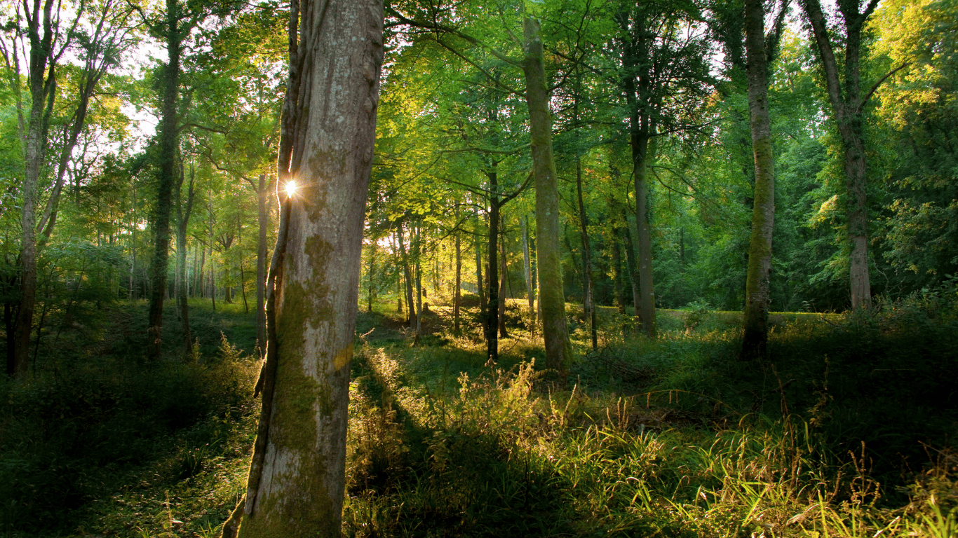 Flkwoh Foret Fendre Bois, Jeu Forets Fendre Bois Foret Haute