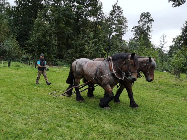 Rendez-vous Forêt Bois 2021