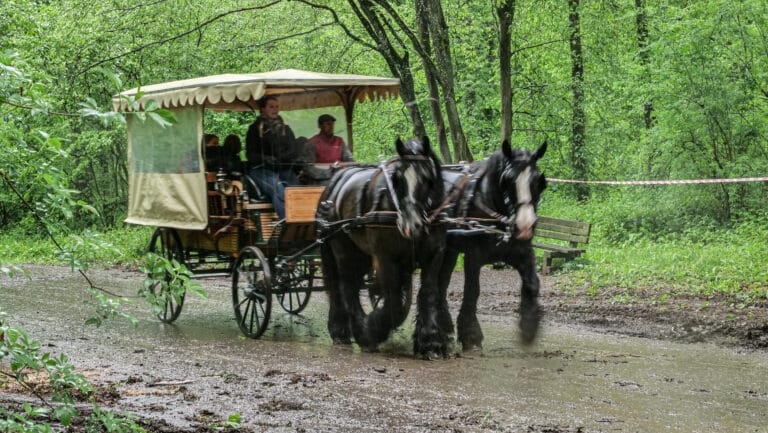 Rendez-vous Forêt Bois 2023