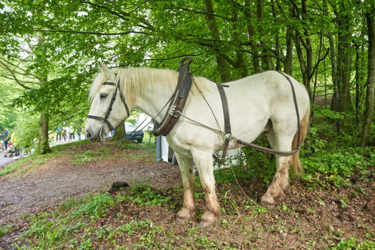 Rendez-vous Forêt Bois 2023